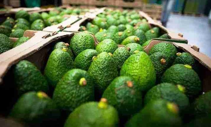 Afectaciones de un 40% tras suspensión de exportación de aguacate: Productores