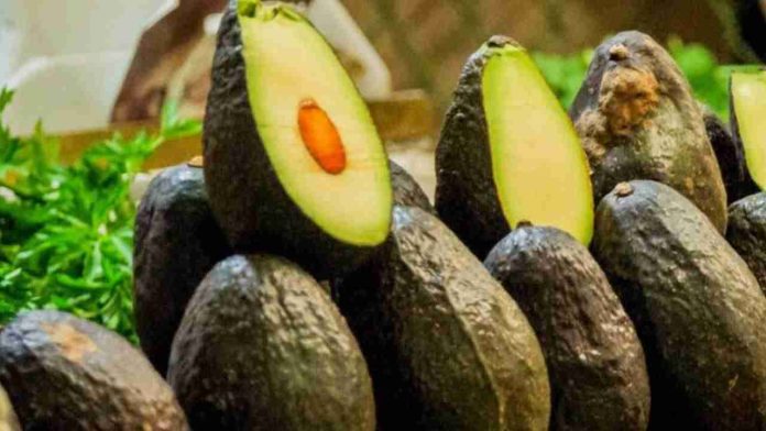 Por suspensión de exportación de aguacate, se generarían 10 millones de dólares en pérdidas semanales