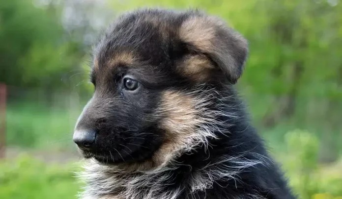ImágenesFuertes: Dejan cuerpo de cachorro colgado en plena calle