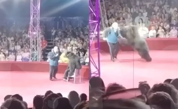 #Video: Osa ataca a cirquero en pleno espectáculo