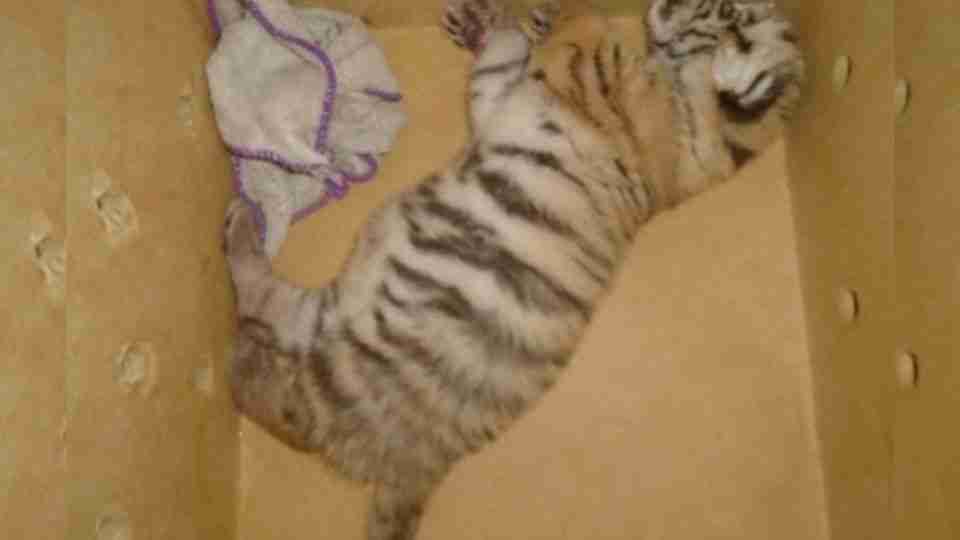 SSP rescata a cachorro de tigre de bengala que iba en cajuela de taxi SSP rescata a cachorro de tigre de bengala que iba en cajuela de taxi