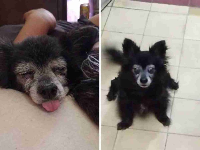 #VIDEO: Mujer busca a su perrita 'Mony' por días y la encuentra enterrada en el patio de su vecina