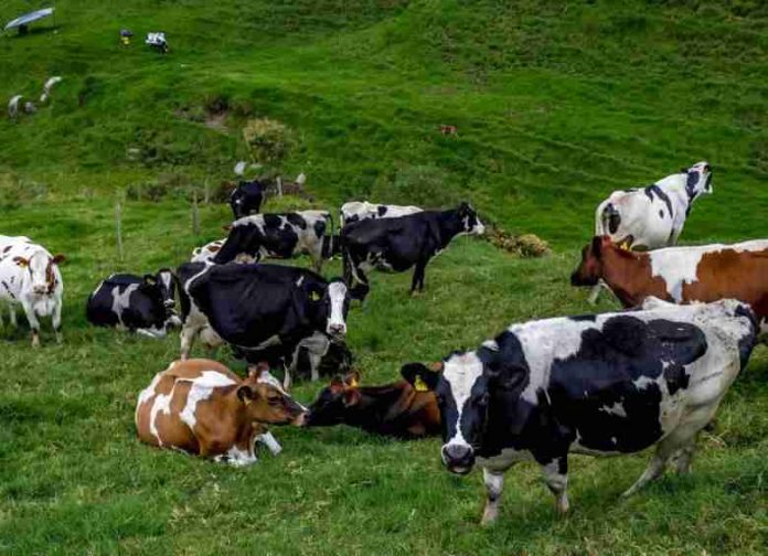 Rayo mata a 17 vacas en zona rural de Medellín, Colombia