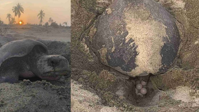 ¡Impresionante! Llegan a playas de Michoacán las primeras tortugas marinas de la temporada