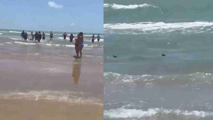 Ataque de tiburón deja al menos cuatro heridos en Texas