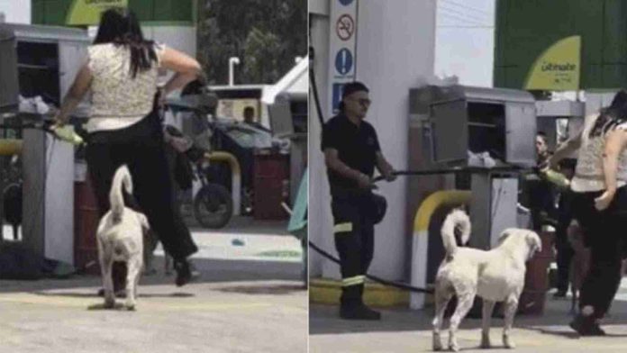Mujer agrede a perritos y empleados de una gasolinera en Edomex