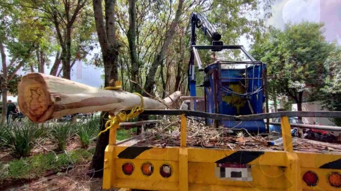 Más de 20 mil árboles de Morelia serán podamos para su rescate