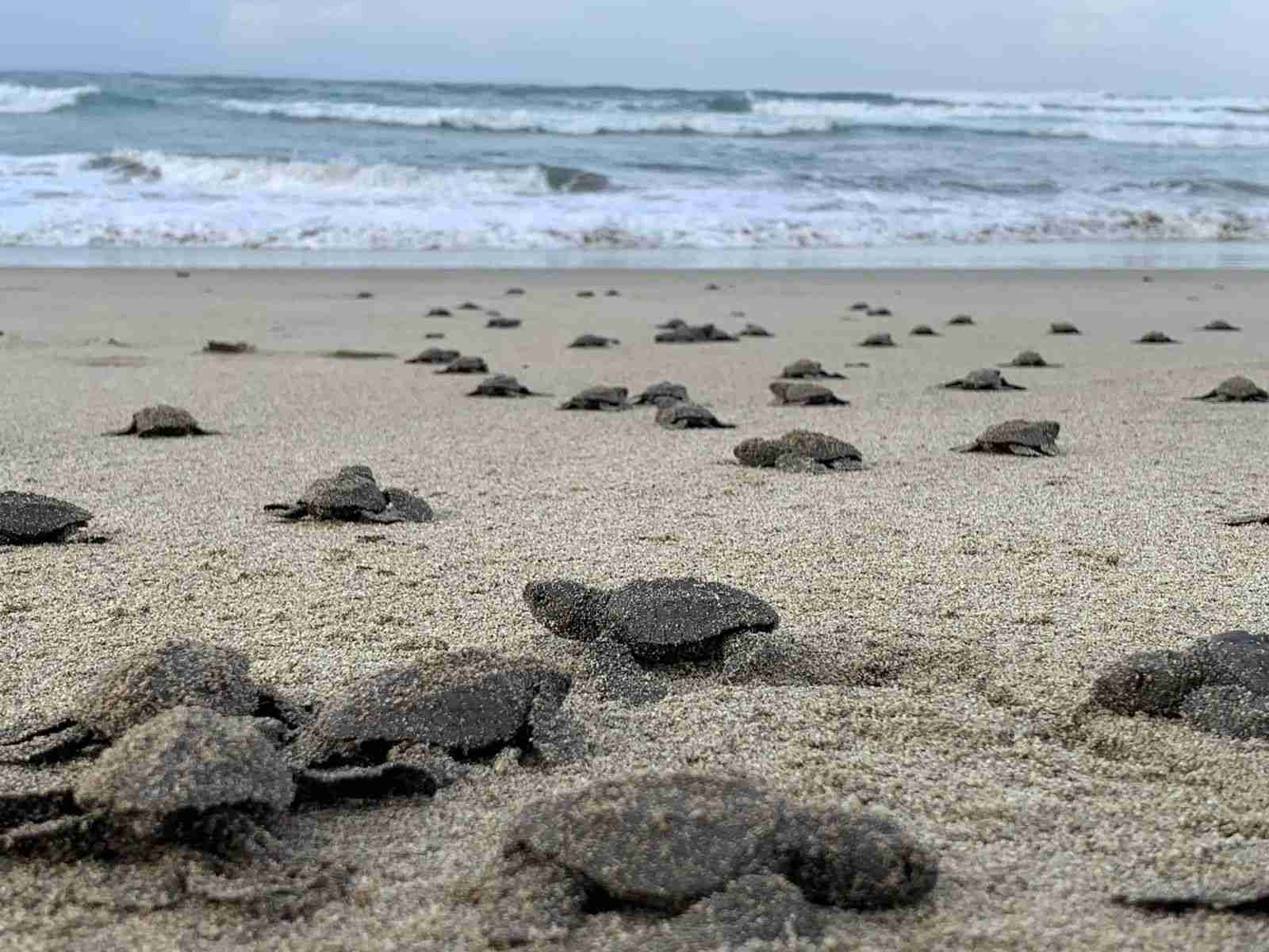 Nacen en playas michoacanas las primeras tortugas golfinas de la temporada Nacen en playas michoacanas las primeras tortugas golfinas de la temporada