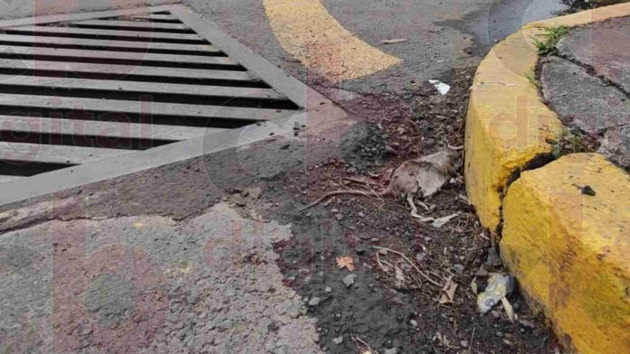 Madrigueras de ratas en el Centro Histórico de Morelia; un gran problema en temporada de lluvias