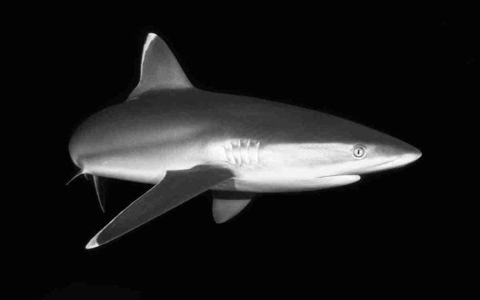 #Sorprendente: Tiburones en Brasil dan positivo a cocaína