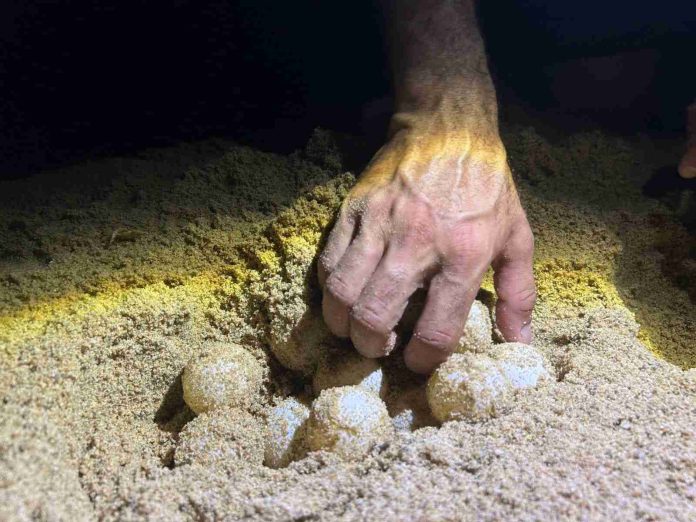 Sin denuncias por robo de huevos de tortuga en Michoacán: Gobernador