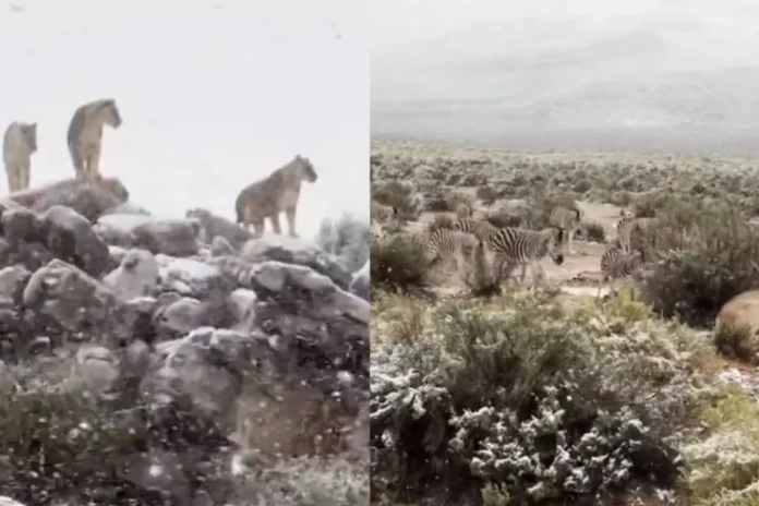 Los animales son vistos buscando refugio por las bajas temperaturas que nunca habían experimentado.