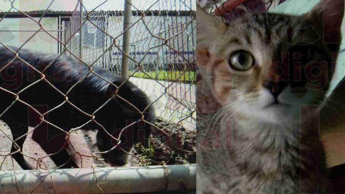 En sobrecupo, pero con subsidio el Centro de Atención Animal de Morelia