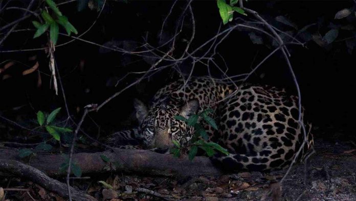 Cazan y destazan a jaguar en Yucatán