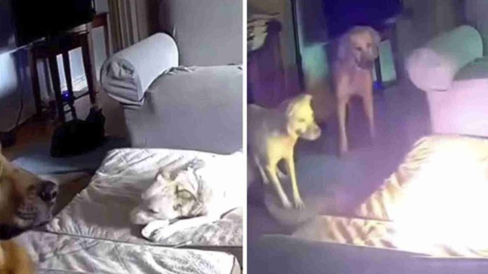 Perrito causa incendio tras morder una batería de litio