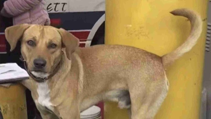 Perrito frustra asalto en una gasolinera