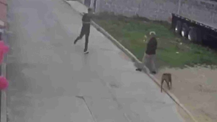 Perro ataca y le destroza las piernas a una mujer en Hidalgo
