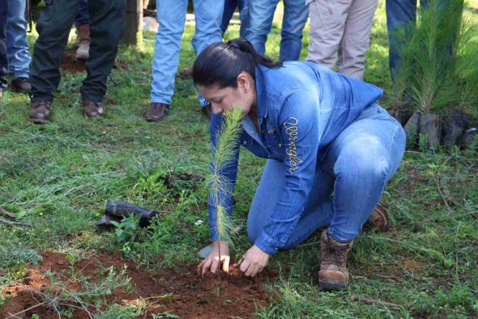 Aproximadamente van 4 millones de árboles plantados en Michoacán: Secma