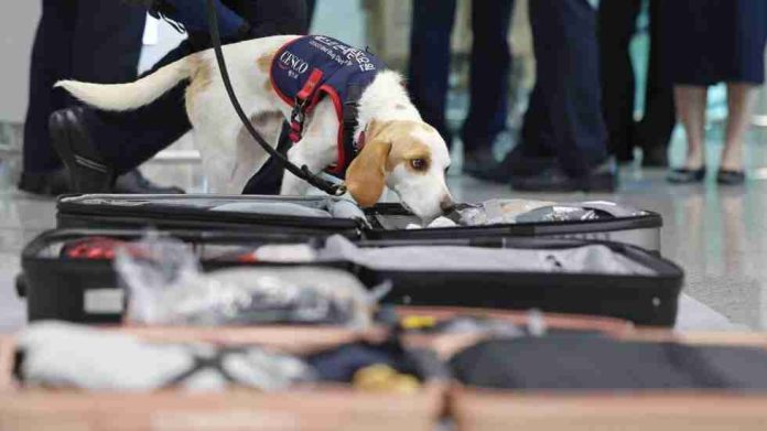 Ceco, el perro surcoreano que busca chinches en atletas que regresan de París 2024