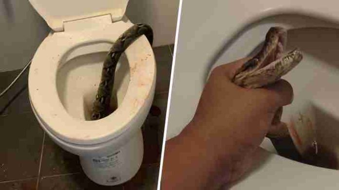 Hombre es mordido en genitales por serpiente pitón cuando estaba en el inodoro