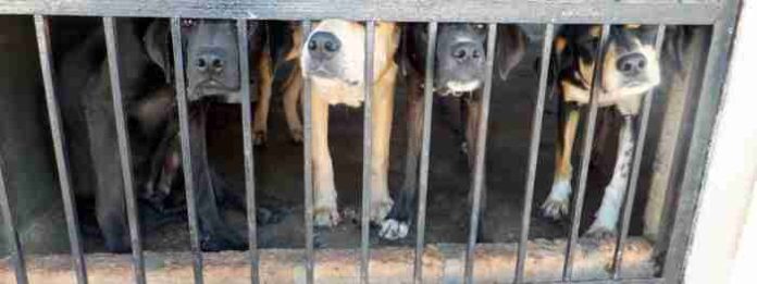Protestan contra ley que prohibe consumo humano de perros en Corea del Sur