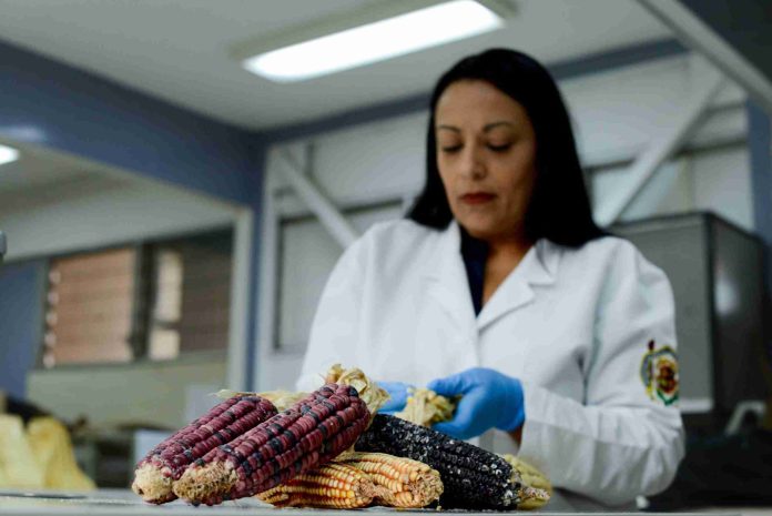 Maíz transgénico y soberanía biocultural y agroalimentaria, tema central del III Festival del maíz que realizará la UMSNH