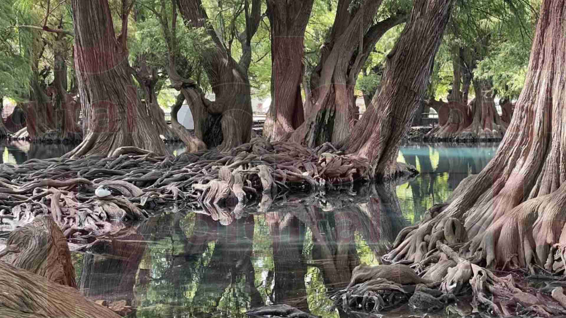 Camécuaro: un paraíso refrescante y confiable para turistas y visitantes Camécuaro: un paraíso refrescante y confiable para turistas y visitantes
