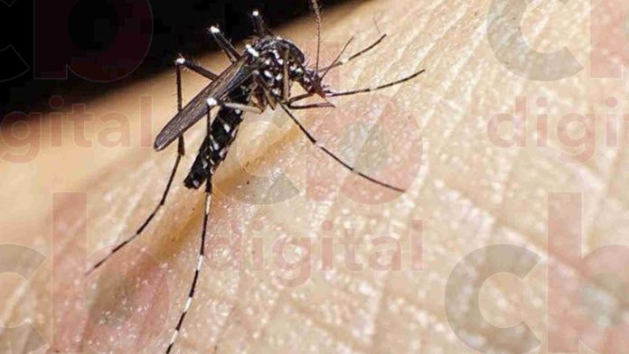 Morelia registra decremento en casos confirmados de dengue