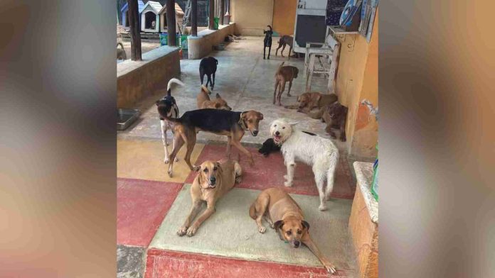Mascotas son evacuadas en Yucatán por el huracán 'Milton'