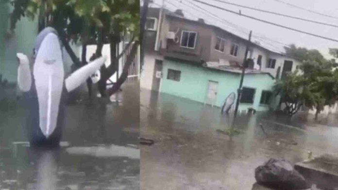 Captan un “tiburón” en las calles inundadas de Veracruz