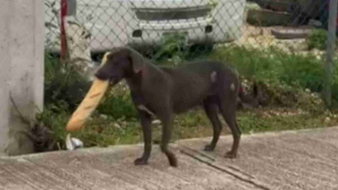 #VIDEO: Captan a perrito callejero buscando alimento en plena emergencia del Huracán Milton
