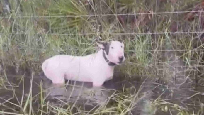 Policía recata a perrito atado a una reja antes de la llegada del huracán Milton a Florida