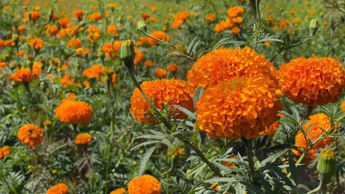 Ventas de flor de cempasúchil en maceta