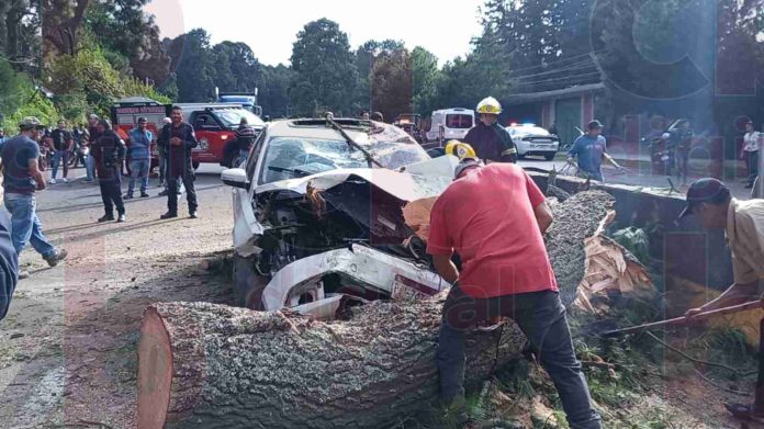 Árbol colapsa en la carretera a Santa Clara y un auto se estrella