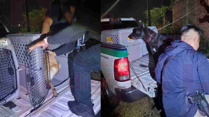 Michoacán registra 174 denuncias por maltrato y crueldad animal