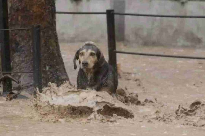 Abandono animal también se puede denunciar: especialista