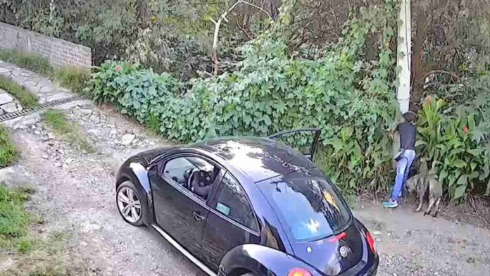 #Video: Abandonan a perro amarrado a un poste de luz en Tlalpan