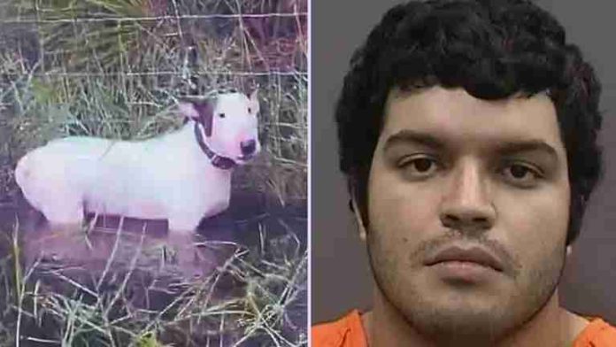 Arrestan al hispano que abandonó a su perro durante huracán 'Miltón' en Florida