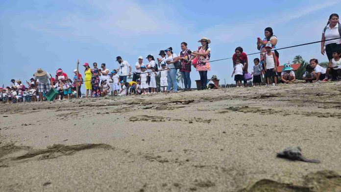 Turismo y DIF Municipal Llevan a Niños de Preescolar a Liberar Tortugas en El Habillal