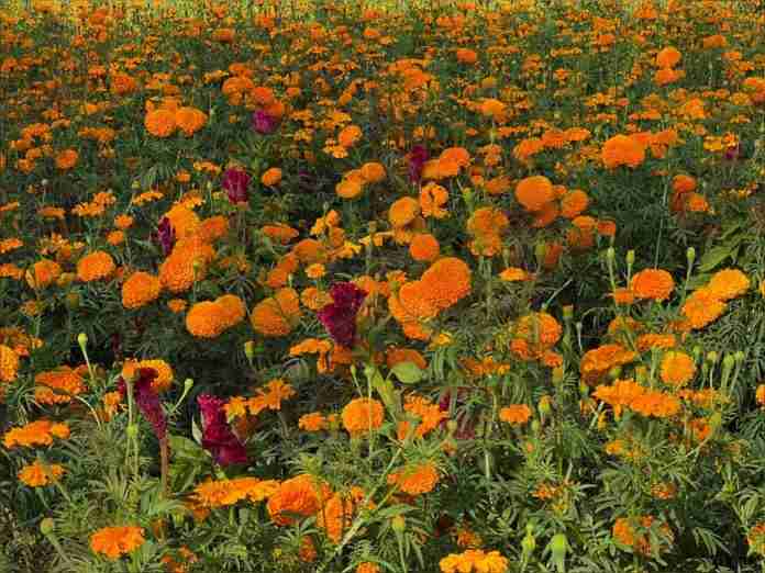 Pérdidas del 90% en flor de pata de León tuvieron productores de Copándaro