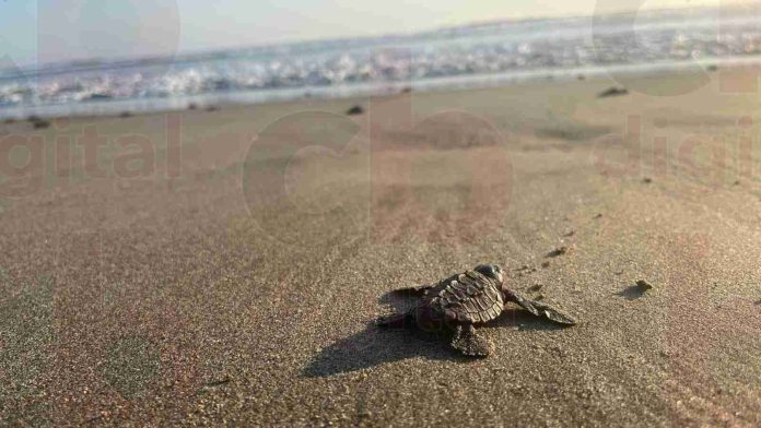 Liberación de tortugas, una actividad que promueve la protección de la especie