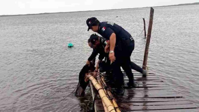 Rescatan a perro amarrado en muelle inundado por Huracán 'Milton'