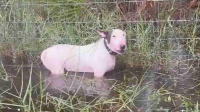 #Video: En Florida abandonan a perro durante inundaciones de 'Milton'