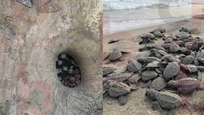 De cada 10 nidos de huevo de tortuga, son robados 3 o 4 por el ser humano
