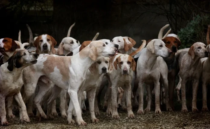 Mujer se va a la cárcel por maltrato a 55 perros
