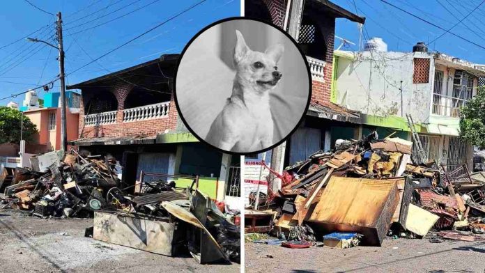 Mueren 10 perros Chihuahua tras incendio en Boca del Río