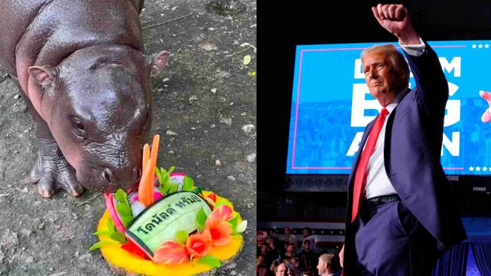 El bebé hipopótamo viral tailandés Moo Deng predice la victoria presidencial de Trump