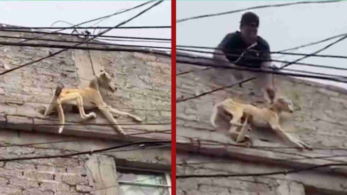 Captan a perro colgado de azotea en el Estado de México