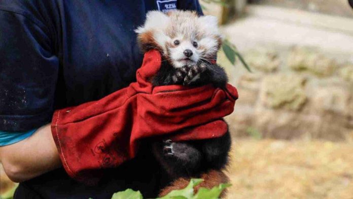 Muere bebé panda rojo a causa de estrés por la pirotecnia en Edimburgo