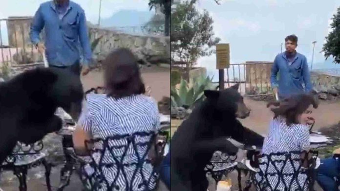 Oso ataca a una mujer en restaurante de Nuevo León